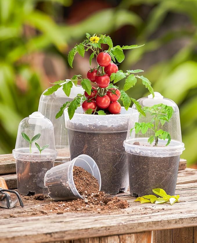 homenote Clear Nursery Pots for Plants,3 Inch Plant Pot for Planting with Humidity Domes Plastic Seedling with Drainage Holes Seed Starter Flower High Transparency (30 Pack) - Image 2