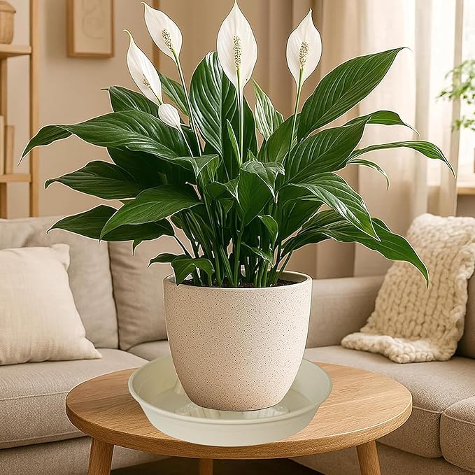 4 Pack Plant Saucer 8 inch, 10 12 14 17 inch, Plant Stand Plastic Plant Saucers for Indoors Outdoor, Heavy Duty Flower Planter Drip Trays for Pots, Pot Saucers for Plants, Grow Bags Saucers - Image 8