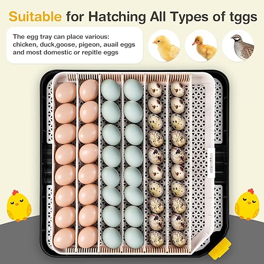 Sailnovo 48 Egg Incubator for Hatching Eggs with Auto Egg Turning, Precision Temp & Humidity Control, 360°Viewing, Egg Candler, Incubator for Chicken Eggs/Duck/Quail,Ideal for Farm/School/Lab,Gray - Image 7