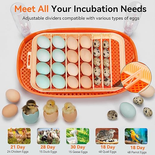 Incubators for Hatching Eggs, 24 Egg Incubator, Automatic Egg Turner with Humidity Control & Digital Temperature, Hatch Day, Auto Water Refill, 360°Viewing for Chicken, Duck, Quail, Duck, Goose - Image 7
