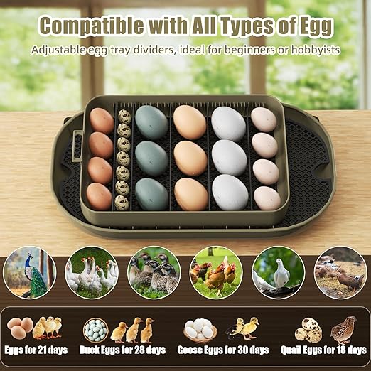 XOTTI Incubator for Hatching Eggs, 24 Egg Incubator with Precise Temperature Control, Auto Egg Turner, 360° Clear View, LED Candler, Alarm for Chicken Duck Quail Goose for Home School Farm Lab - Image 2