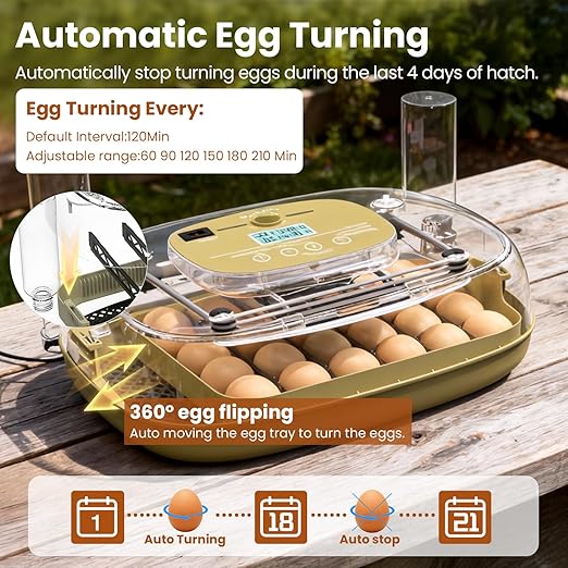 Incubators for Hatching Eggs,24 Eggs Capacity with Automatic Turning, Accurate Temp & Humidity Control, Egg Candler, Air Vent, and 360° Viewing for Chicken, Duck, Quail & Goose Eggs - Image 4