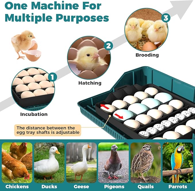25 Eggs Incubator, Incubators for Hatching Eggs, with Automatic Egg Turning and Humidity Control, Egg Candler, Auto Water Replenishment, for Hatching Quail, Chicken, Duck, Goose Eggs (Dark Green) - Image 2