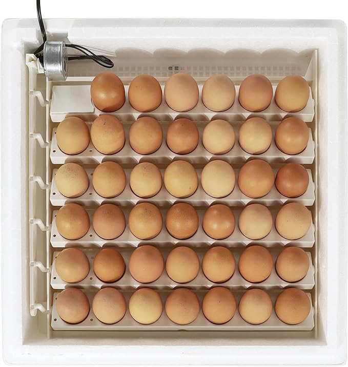 Farm Innovators 4250 Heated Digital Circulated Air Incubator (encubadora para huevos) w/Automatic Egg Turner for Improved Egg Hatching, White (2 Pack) - Image 4