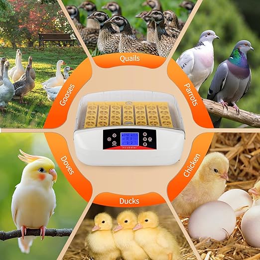 Winado Incubators for Hatching Eggs, 41 Egg Incubator with Automatic Egg Turning & Temperature Control, Egg Candler, and Day Counter for Chicken, Duck, and Quail Eggs Hatching - Image 8