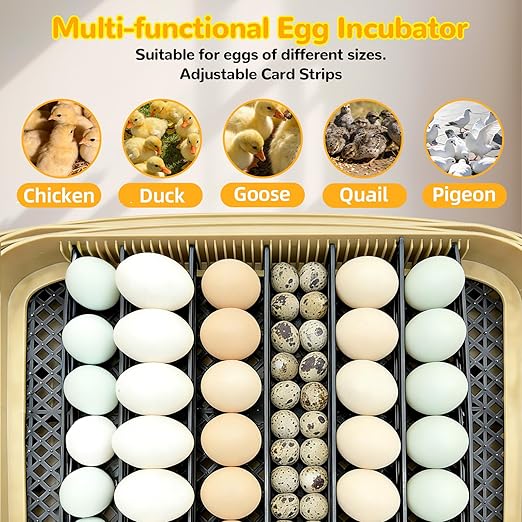 24 Egg Incubator with Temperature Control & Humidity Monitoring, Automatic Egg Turner, Built-in Egg Candler, 360° Clear View for Hatching Chicken, Duck, Quail Eggs - Ideal for Home, Classroom, Farm - Image 8