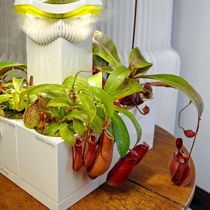 LeGrow Nepenthes Terrarium System – Pitcher Plant Planter with LED Grow Light & Humidifier, Self-Watering Indoor Carnivorous Plants Setup – No Live Plant, Beginner Friendly - Image 4