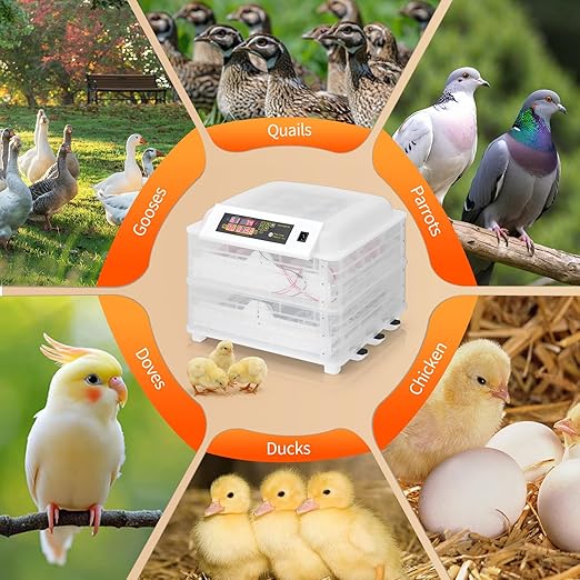 Winado Incubators for Hatching Eggs, 112 Egg Incubator with Automatic Egg Turning & Temperature Control, Egg Candler, and Day Counter for Chicken, Duck, and Quail Eggs Hatching - Image 8