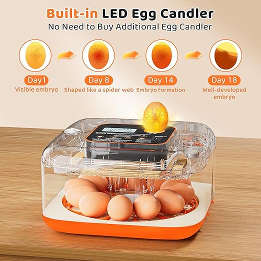 Incubators for Hatching Eggs 12 Egg Digital Egg Incubator Precision Auto Temp Humidity Control 6 Gear Adjustable Auto Turner Auto Stop Turning Hatching Days Display for Chicken Duck Goose Eggs - Image 7