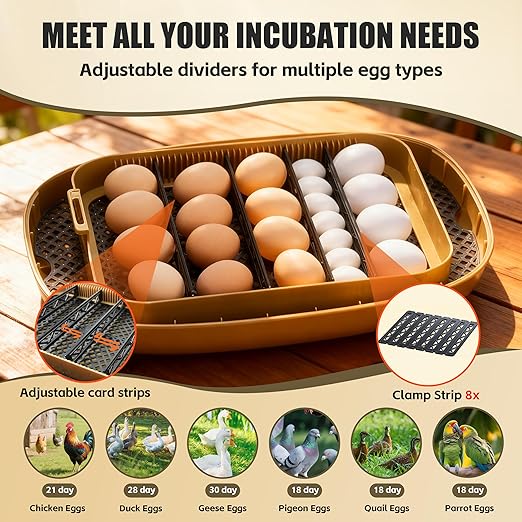 Incubators for Hatching Eggs, 24 Egg Incubator with Automatic Egg Turning and Humidity Control, Egg Candler, 360° Viewing, Chicken Incubators for Hatching Eggs, Quail Eggs, Duck Eggs Poultry - Image 4