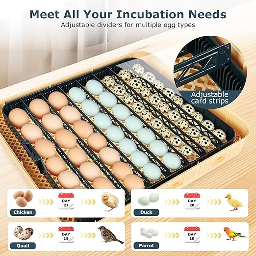 Incubators for Hatching Eggs, 56 Eggs Incubator with Egg Candler, Auto Egg Turner, Temp & Humidity Control, Hatch Day, 360° Viewing for Chicken, Duck, Quail Eggs, Ideal for Farm, School and Lab - Image 4