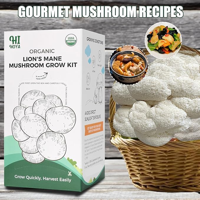Large Organic Lion's Mane Mushroom Grow Kit with Spray & Accessories, Fresh Edible Mushroom Growing Kit Double-Sided Growable, USDA Certified, Non-GMO, Beginner Friendly, Indoor, Gardening Gift, USA - Image 4