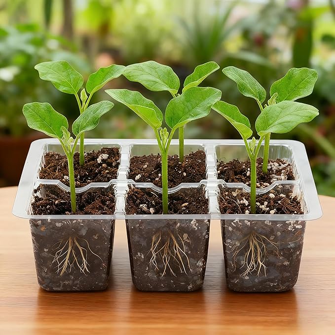Bonviee 10 Packs Seed Starter Tray with Drainage Holes, Reusable & Durable, Clear for Root Monitoring, Easy to Repotted Without Root Damage, 6 Cells per Tray - Image 7