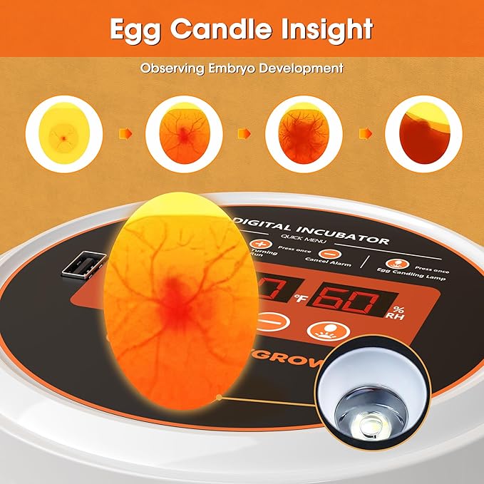Incubators for Hatching Eggs, 12 Eggs Smart Incubator with Automatic Egg Turning and Humidity Control, Automatic Water Adding for Hatching Chicken, Duck,Quail Goose [2025 Upgrade] - Image 5