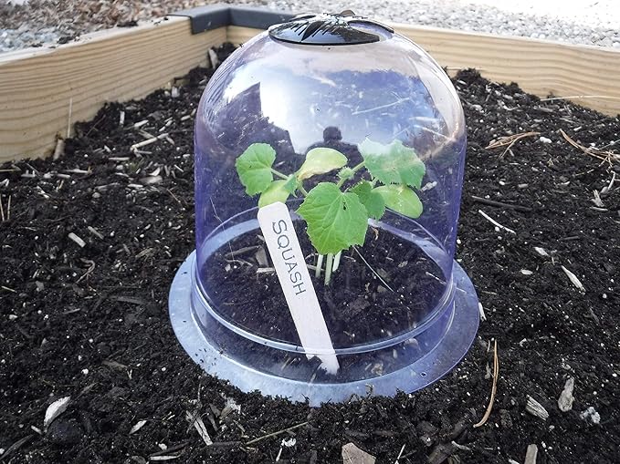 6-Pack! GrowAway Small Reusable Plastic Mini Greenhouse, Garden Cloche Dome, Plant Covers Frost Guard Freeze Protection for Plants Outdoors, Garden Tools, Garden Accessories - 7.87" Diam. x 6.69" H by Gardinnovations