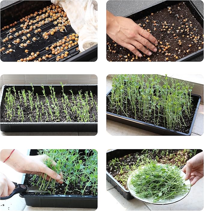 Mr. Pen- Plastic Growing Trays, 5Pack, Black, 17x10, Plant Tray, Seed Tray, Seedling Tray, Propagation Tray, Plant Trays for Seedlings, Planting Trays, Microgreens Growing Trays, Seedling Starter Tray - Image 8