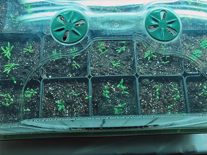 EarlyGrow Domed Propagator with 1 Height Extender, Seedling Trays, and Locking Clip Set, Green, Medium (97008) - Image 2