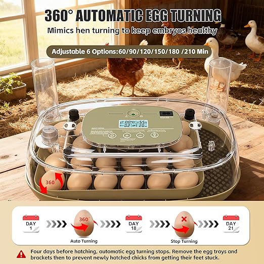 Incubators for Hatching Eggs, 24 Egg Incubator with Automatic Egg Turning and Humidity Control, Egg Candler, 360° Viewing, Chicken Incubators for Hatching Eggs, Quail Eggs, Duck Eggs Poultry - Image 3