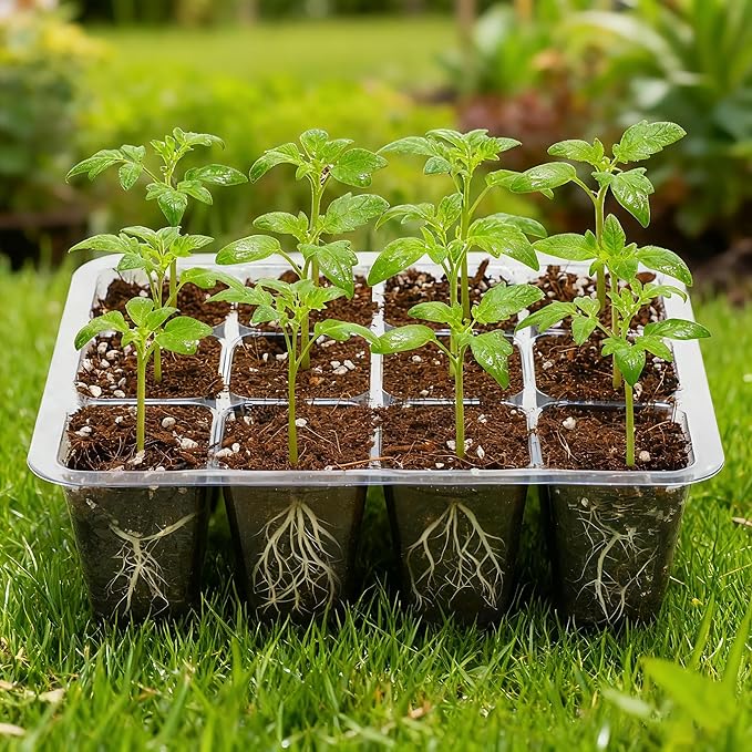 Bonviee 12 Packs Seed Starter Tray with Drainage Holes, Reusable & Durable, Clear for Root Monitoring, Easy to Repotted Without Root Damage, 12 Cells per Tray - Image 8