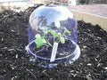 6-Pack! GrowAway Medium Reusable Plastic Mini Greenhouse, Cloche Dome, Plant Covers for Frost Guard Freeze Protection Outdoors, Garden Tools and Accessories - 10.24"Diam. x 7.48"H by Gardinnovations