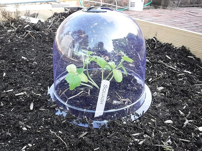 6-Pack! GrowAway Medium Reusable Plastic Mini Greenhouse, Cloche Dome, Plant Covers for Frost Guard Freeze Protection Outdoors, Garden Tools and Accessories - 10.24"Diam. x 7.48"H by Gardinnovations